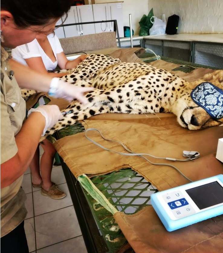 medical attention for a cheetah at Naankuse SA